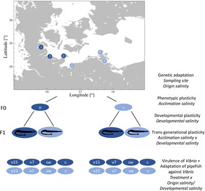 Pipefish Locally Adapted to Low Salinity in the Baltic Sea Retain Phenotypic Plasticity to Cope With Ancestral Salinity Levels